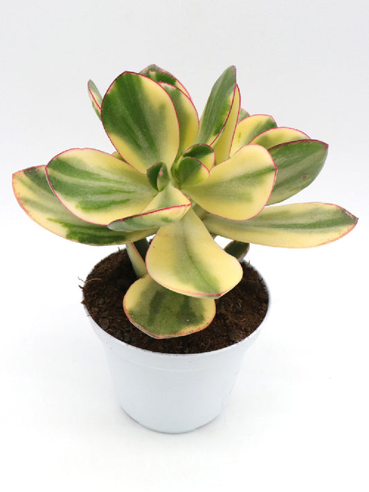 Crassula Variegata