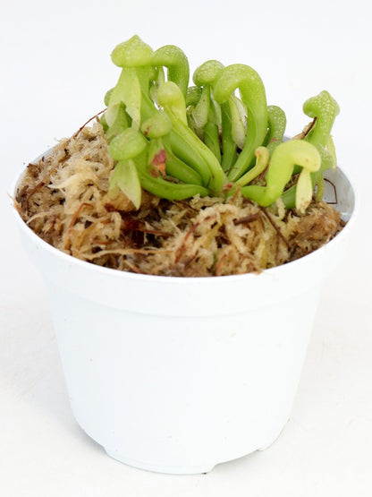 Darlingtonia californica "Green form"