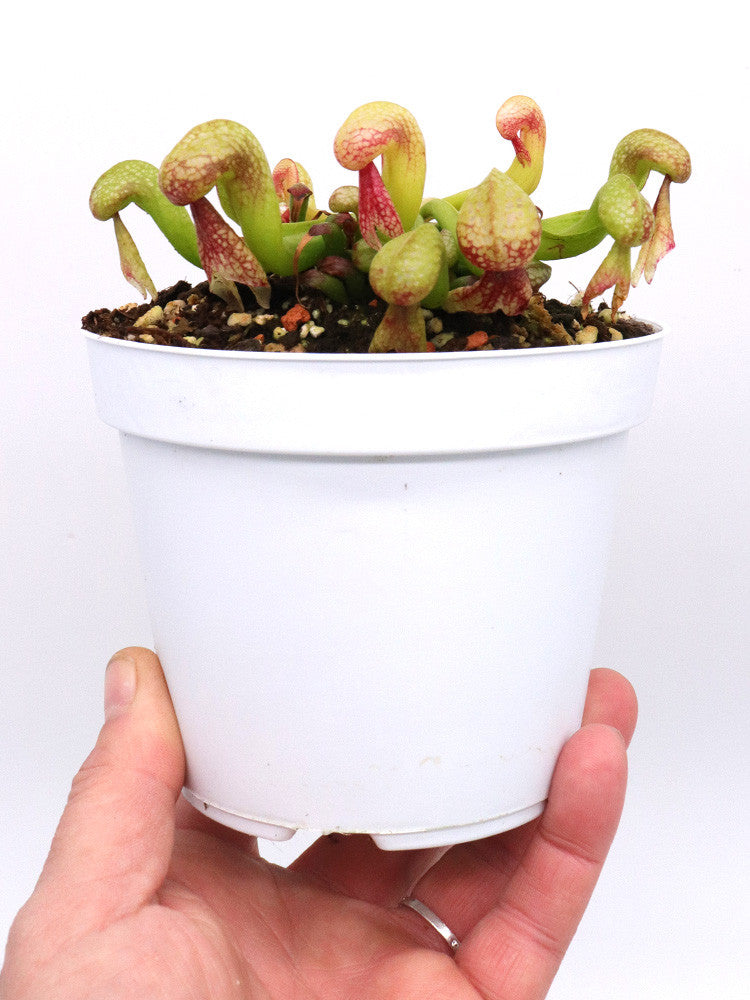 Darlingtonia californica in nuovo mix dedicato
