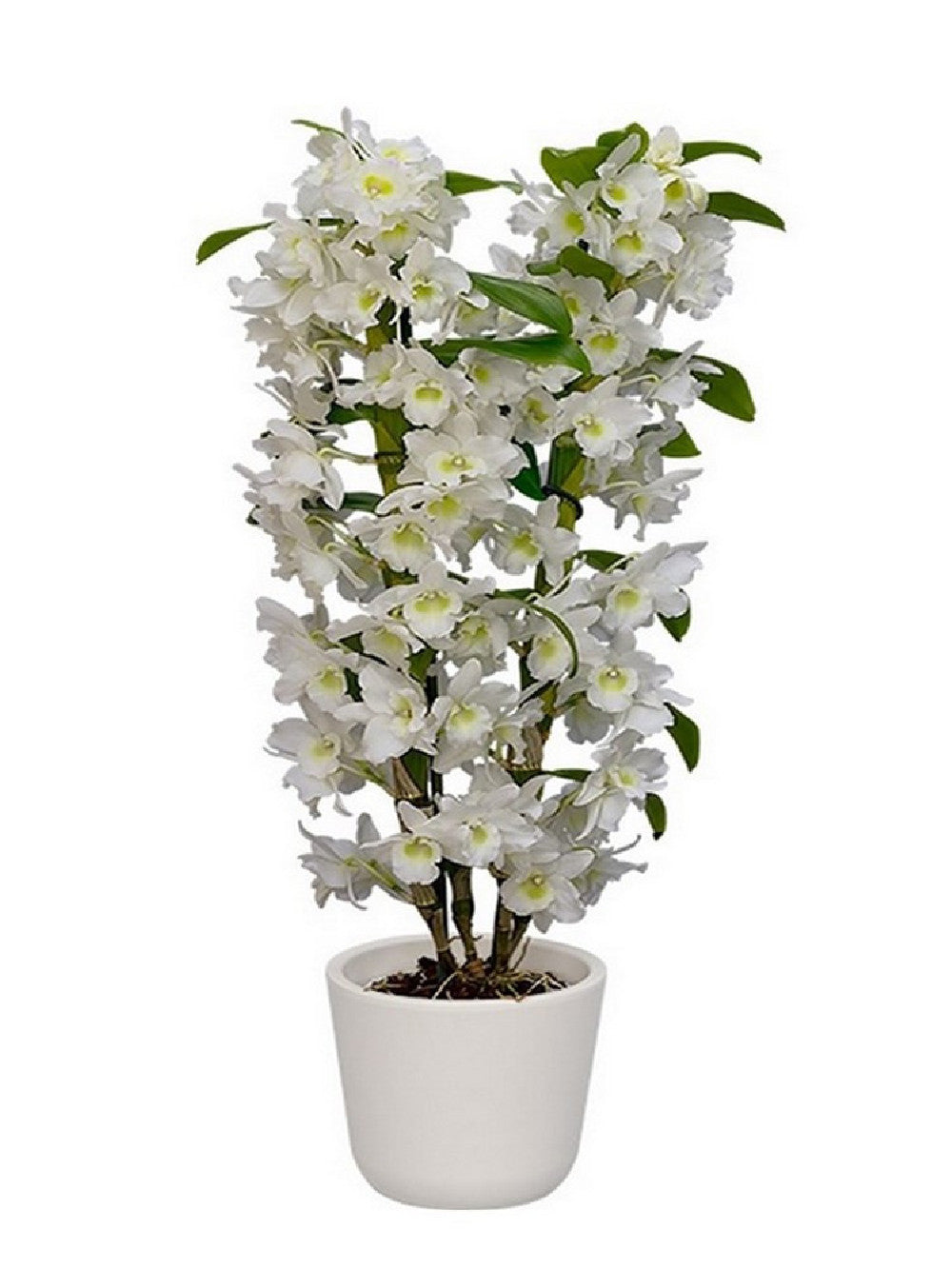 Dendrobium nobile