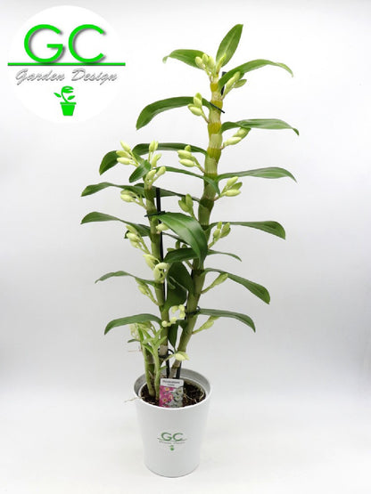POWERS TO FLOWERS - DENDROBIUM NOBILE BIANCO/ROSA IN VASO CERAMICA FUCSIA SFERICO, VASO 12CM DIAMETRO, pianta vera - Powers to flowers - piante e fiori POWERS TO FLOWERS - DENDROBIUM NOBILE BIANCO/ROSA IN VASO CERAMICA FUCSIA SFERICO, VASO 12CM DIAMETRO, pianta vera - Powers to flowers - piante e fiori