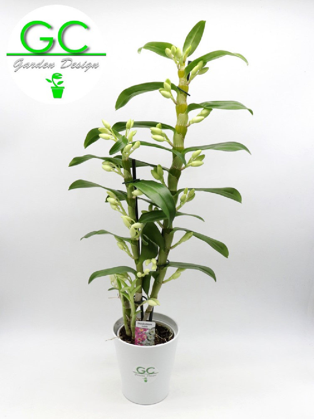 Dendrobium nobile
