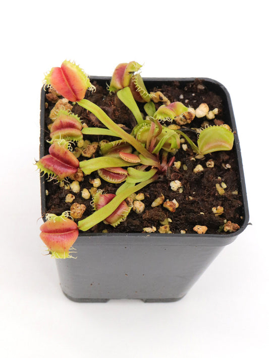 Dionaea Muscipula "Umgekrempelt"