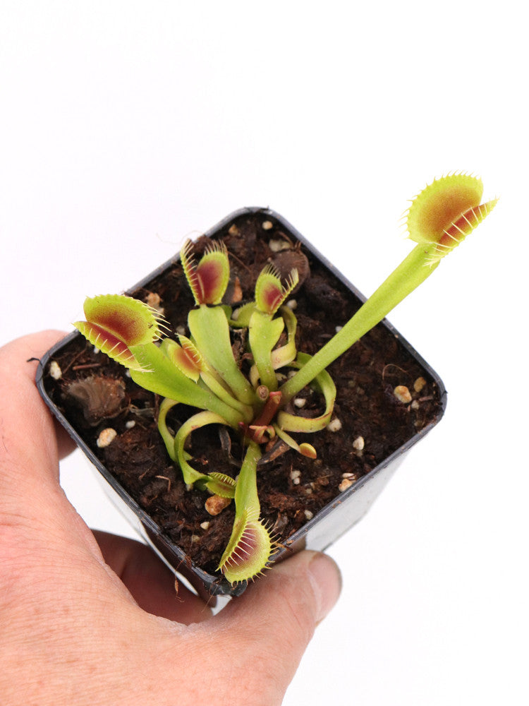 Dionaea muscipula "ARPC"