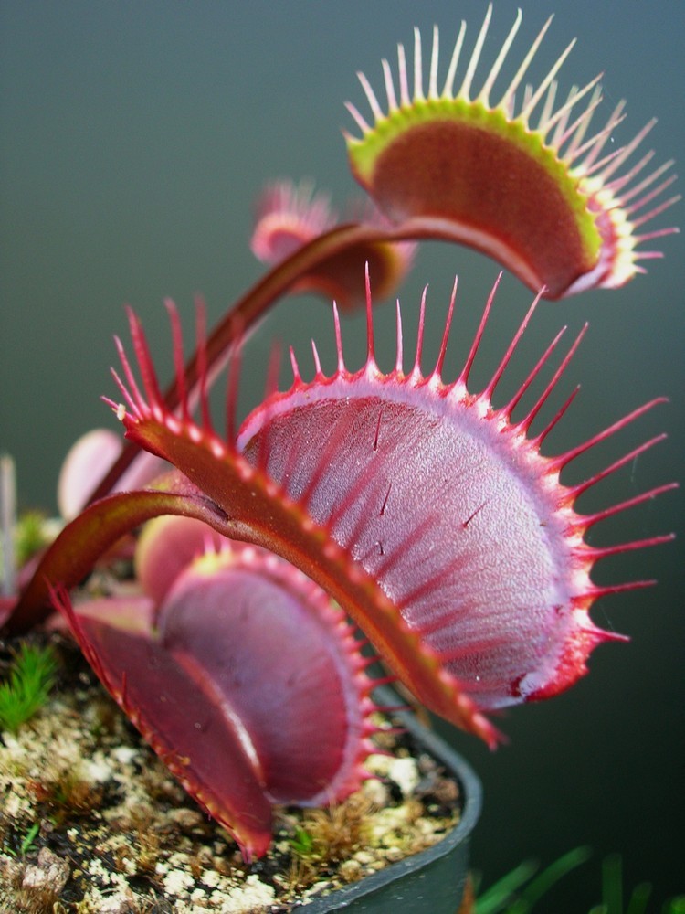 Dionaea muscipula "All Red form"