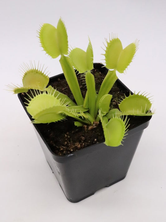Dionaea muscipula "All green"