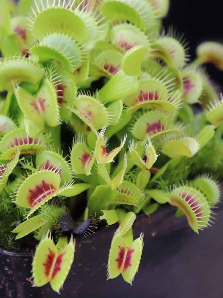 Dionaea muscipula "B01"