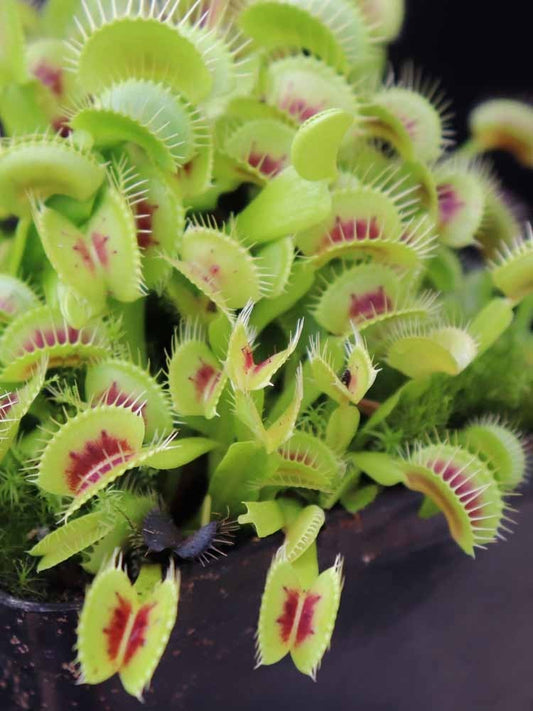 Dionaea muscipula "B01"