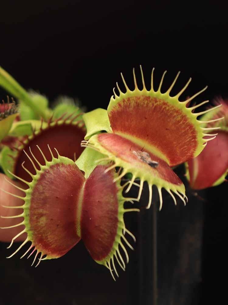 Dionaea muscipula "B52 Canada"