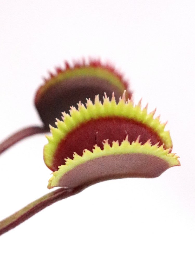 Dionaea muscipula "Bohemian garnet x Red piranha"