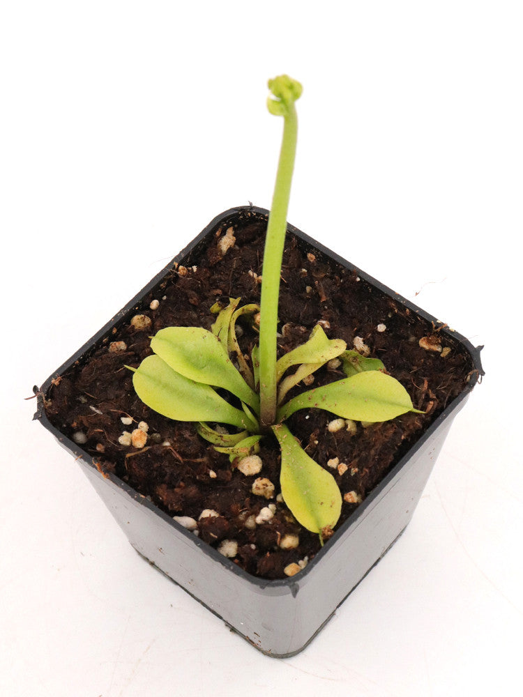Dionaea muscipula "CK Trapless"