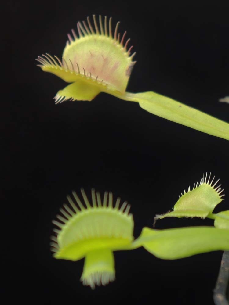 Dionaea muscipula "Cerberus"