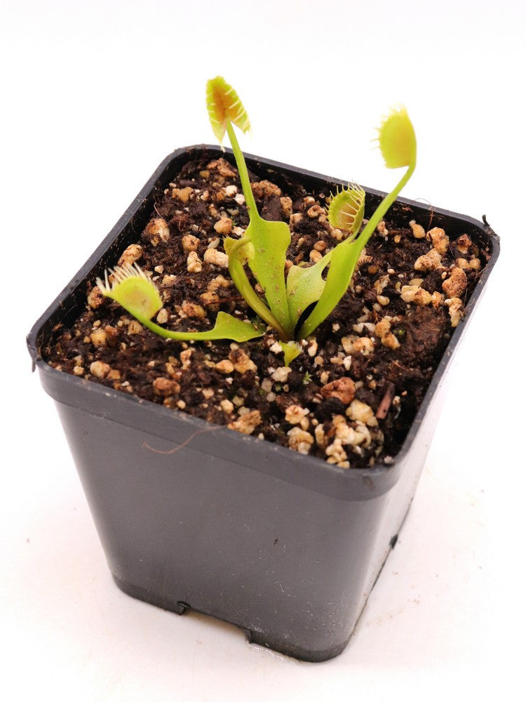 Dionaea muscipula "Crazy cup trap"