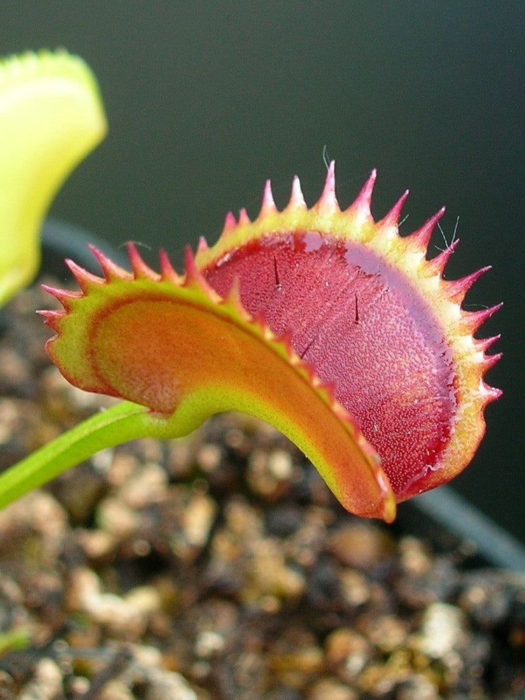 Dionaea muscipula "Dentate x Red Piranha"