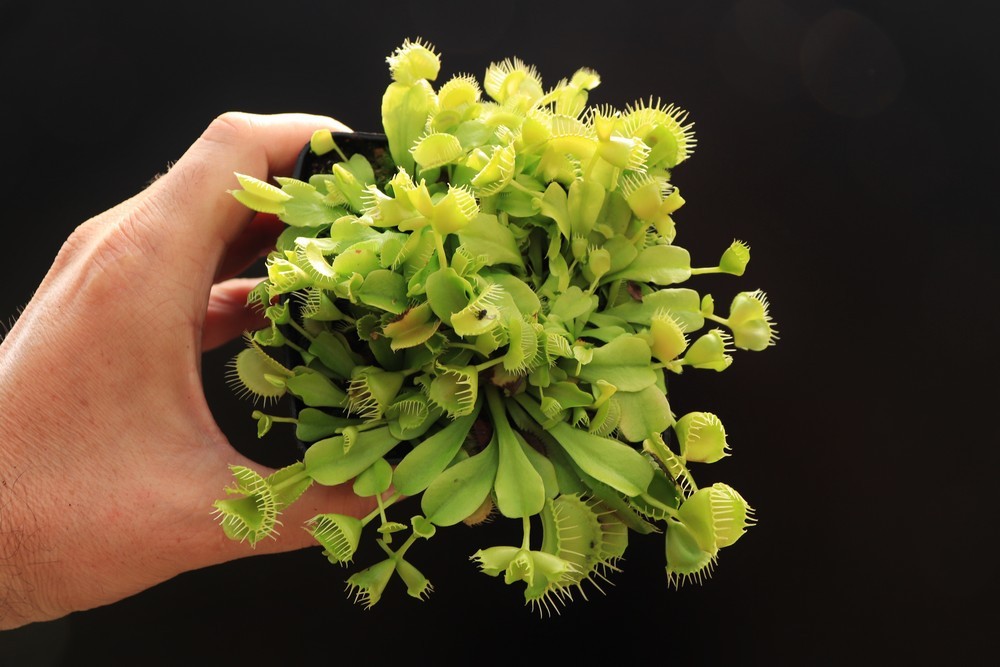 Dionaea muscipula "Double trouble"