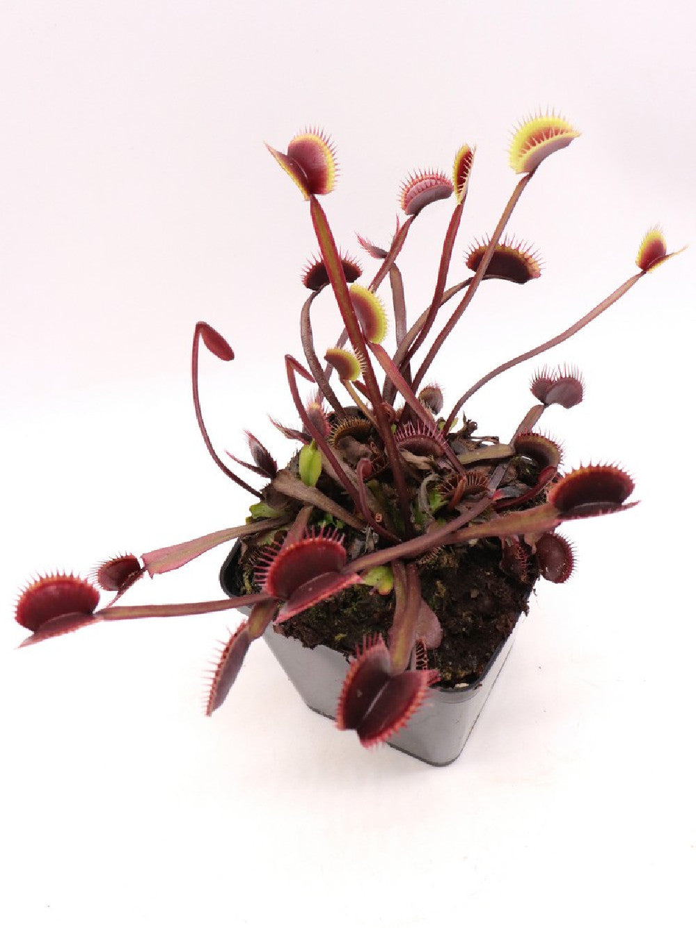 Dionaea muscipula F12 BCP
