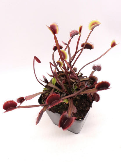 Dionaea muscipula F12 BCP