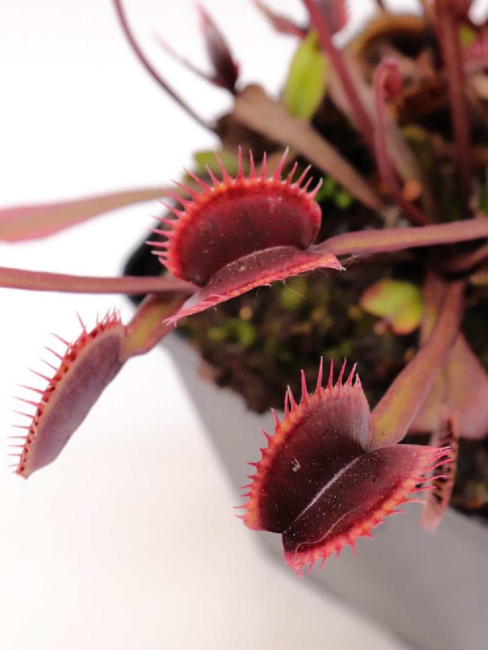 Dionaea muscipula F12 BCP
