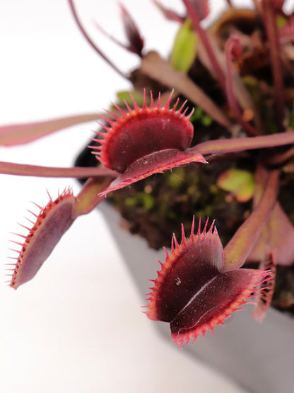 Dionaea muscipula F12 BCP