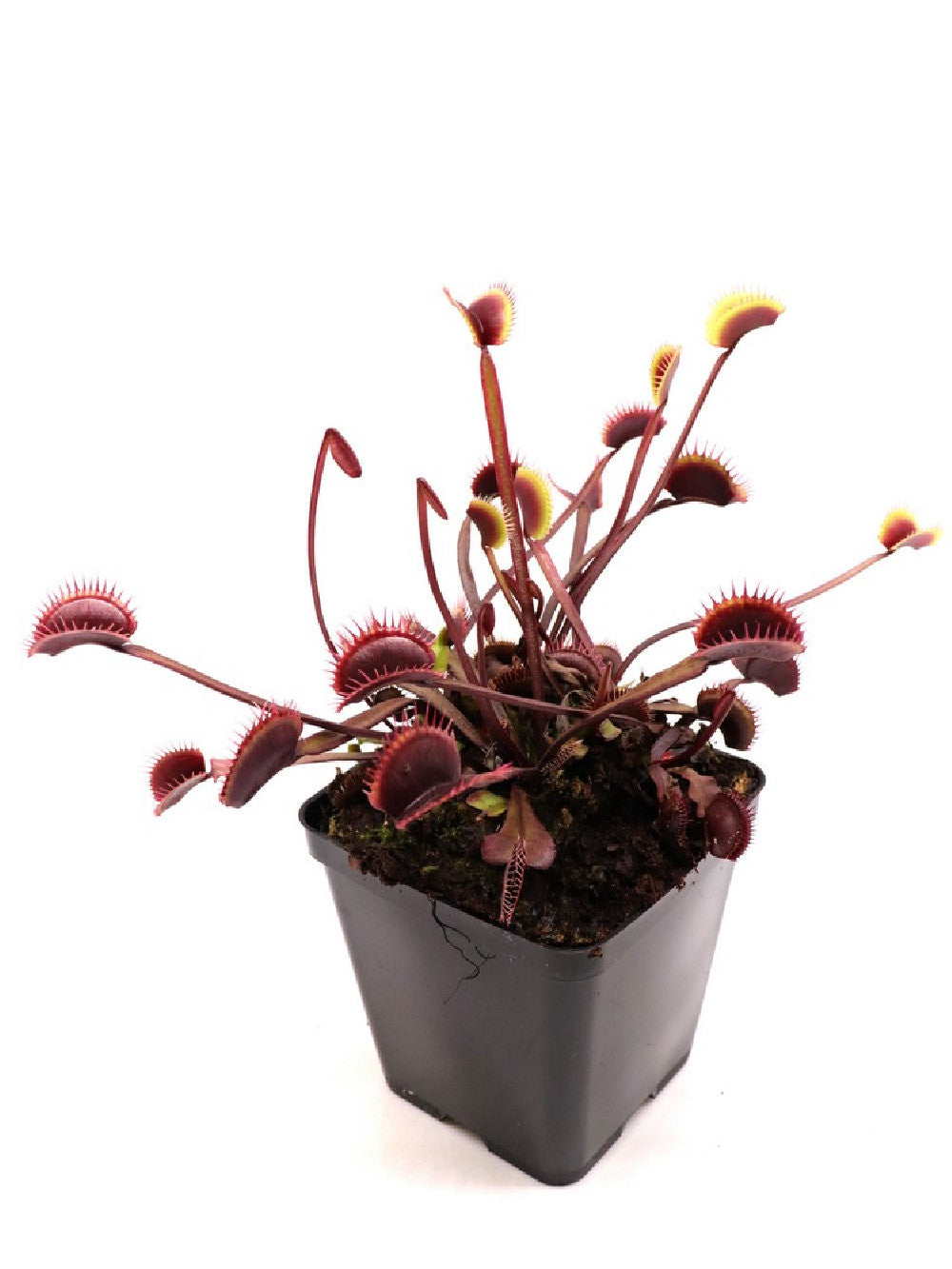 Dionaea muscipula F12 BCP