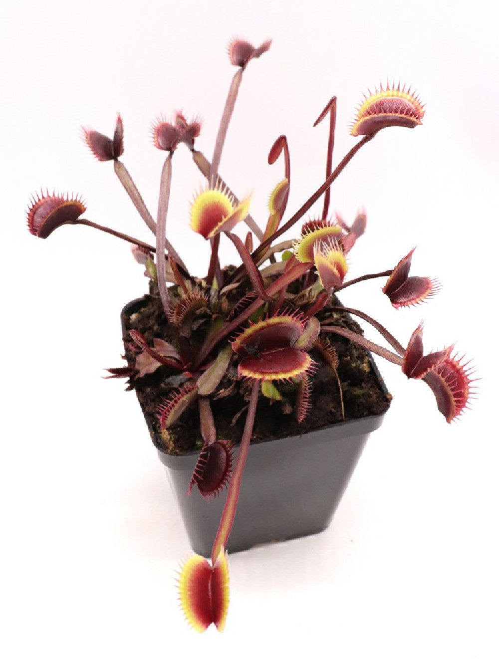 Dionaea muscipula F12 BCP