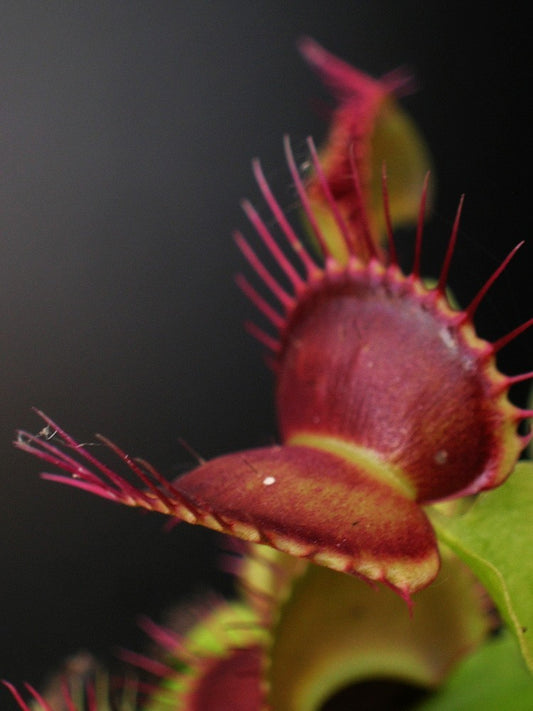 Dionaea muscipula "Fang"