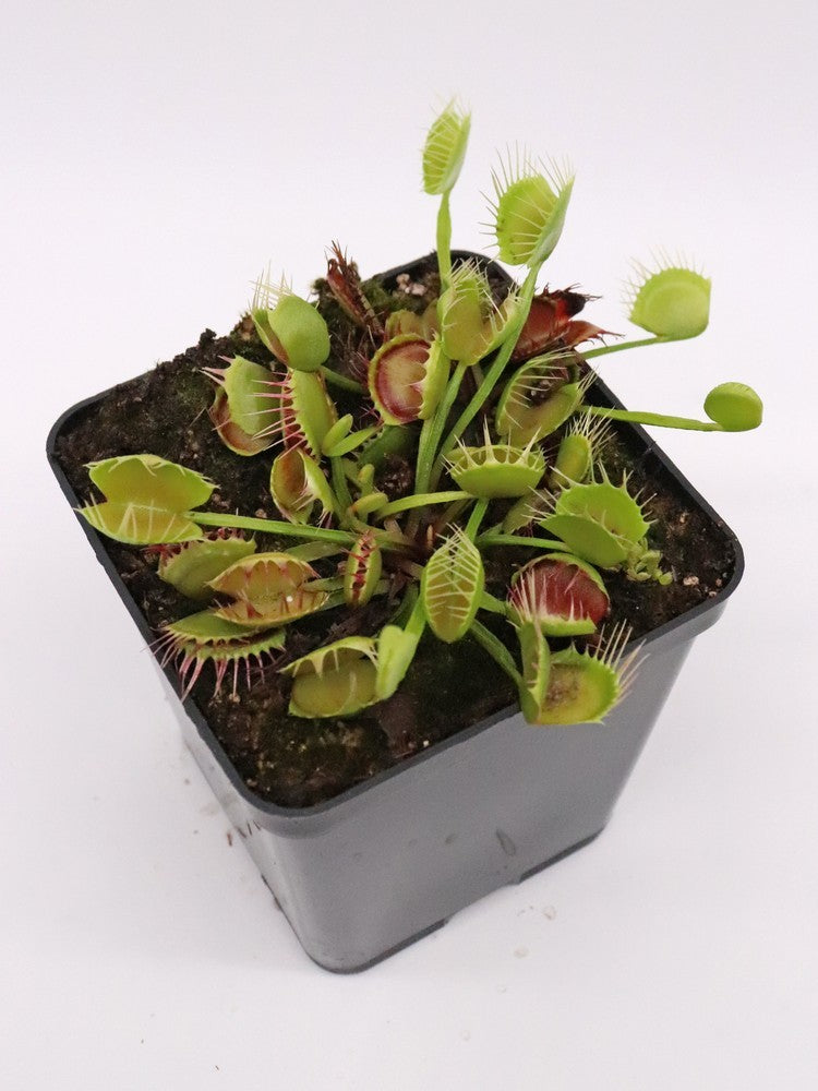 Dionaea muscipula "Freak"