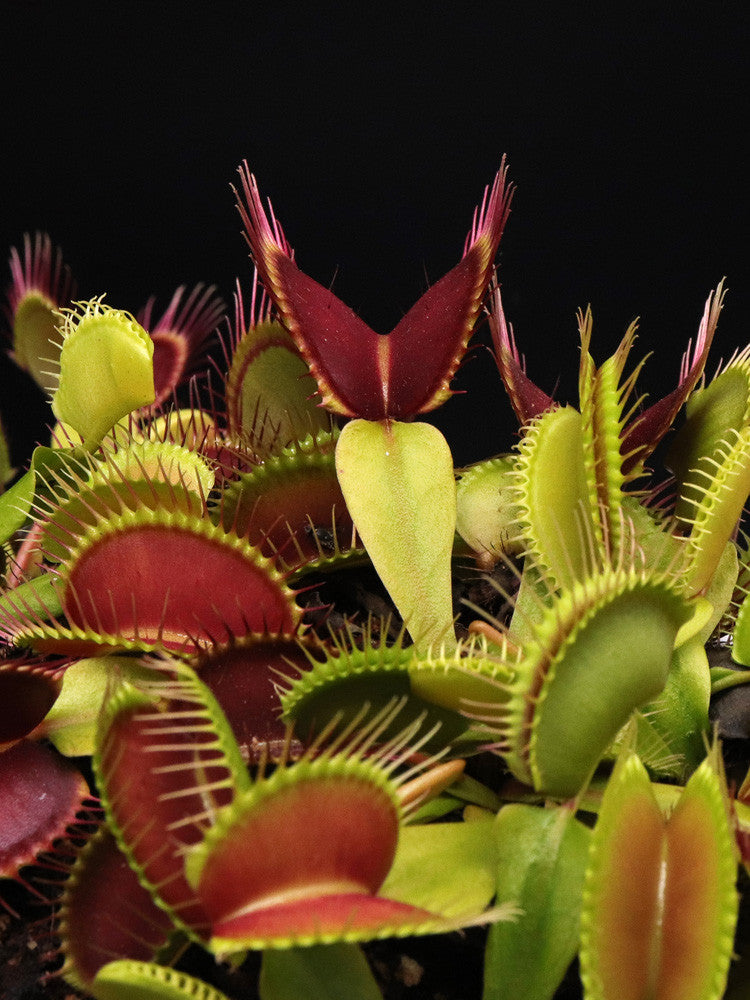 Dionaea muscipula "G16" Slack's giant