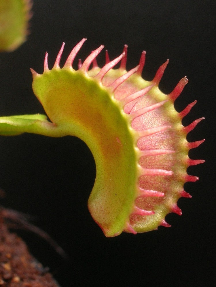 Dionaea muscipula GC "Diablo"