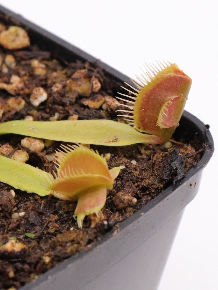 Dionaea muscipula "GC Zombie Evolution"