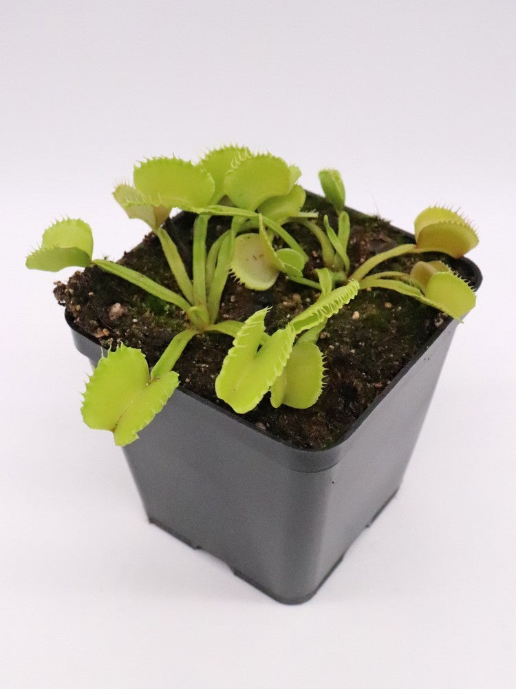 Dionaea muscipula "GJ Basmati"