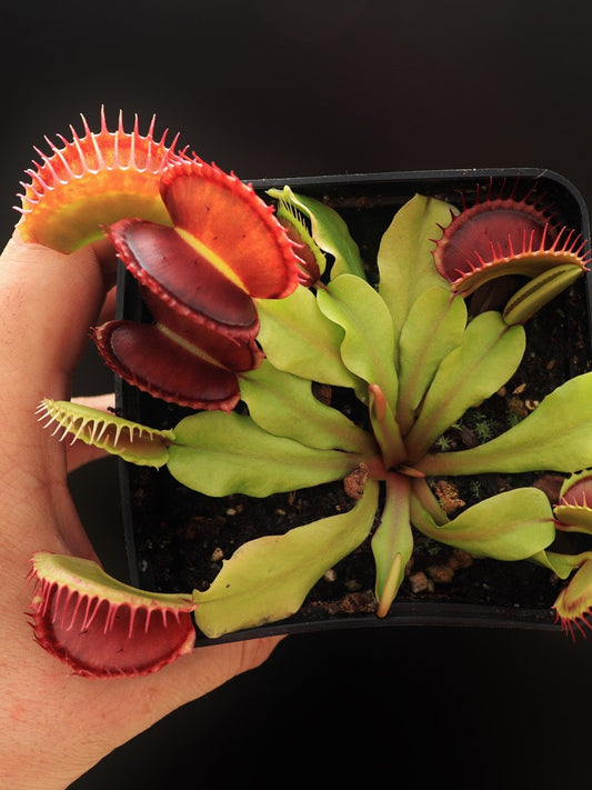 Dionaea muscipula "Gargoyle"