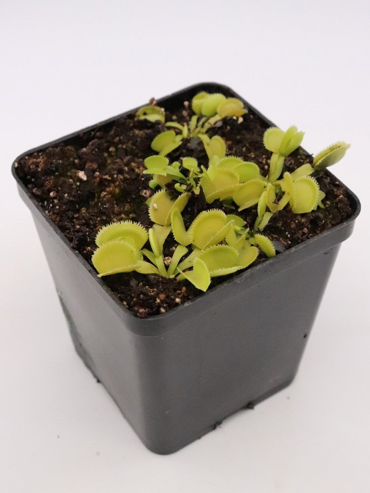 Dionaea muscipula "Green sawtooth"