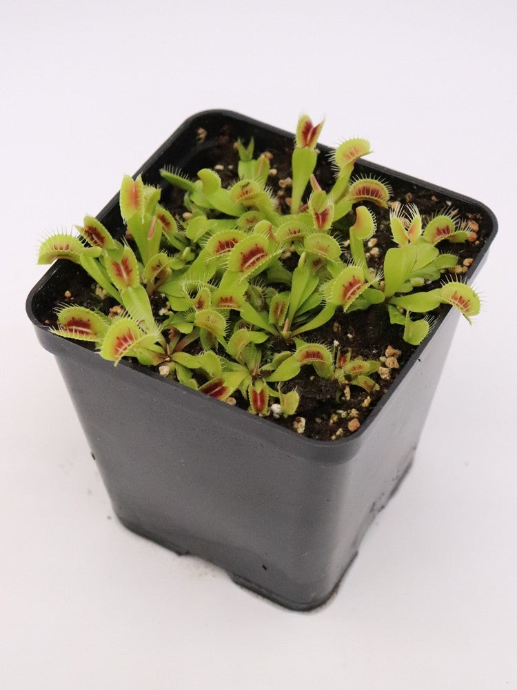 Dionaea muscipula "H52 BCP"