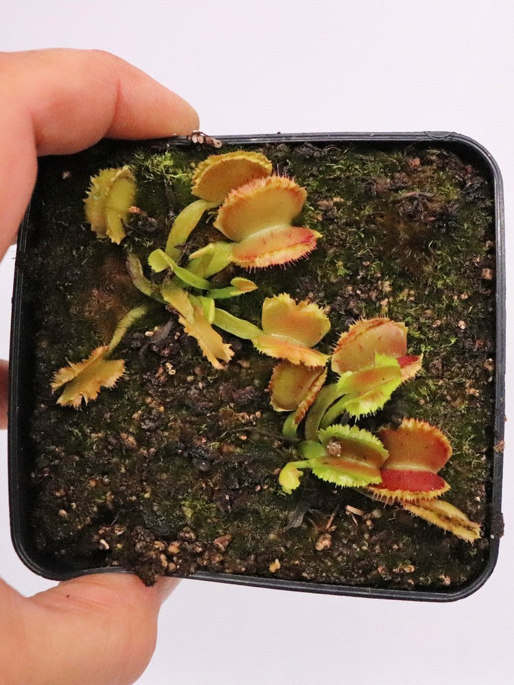 Dionaea muscipula "Kinky wave"