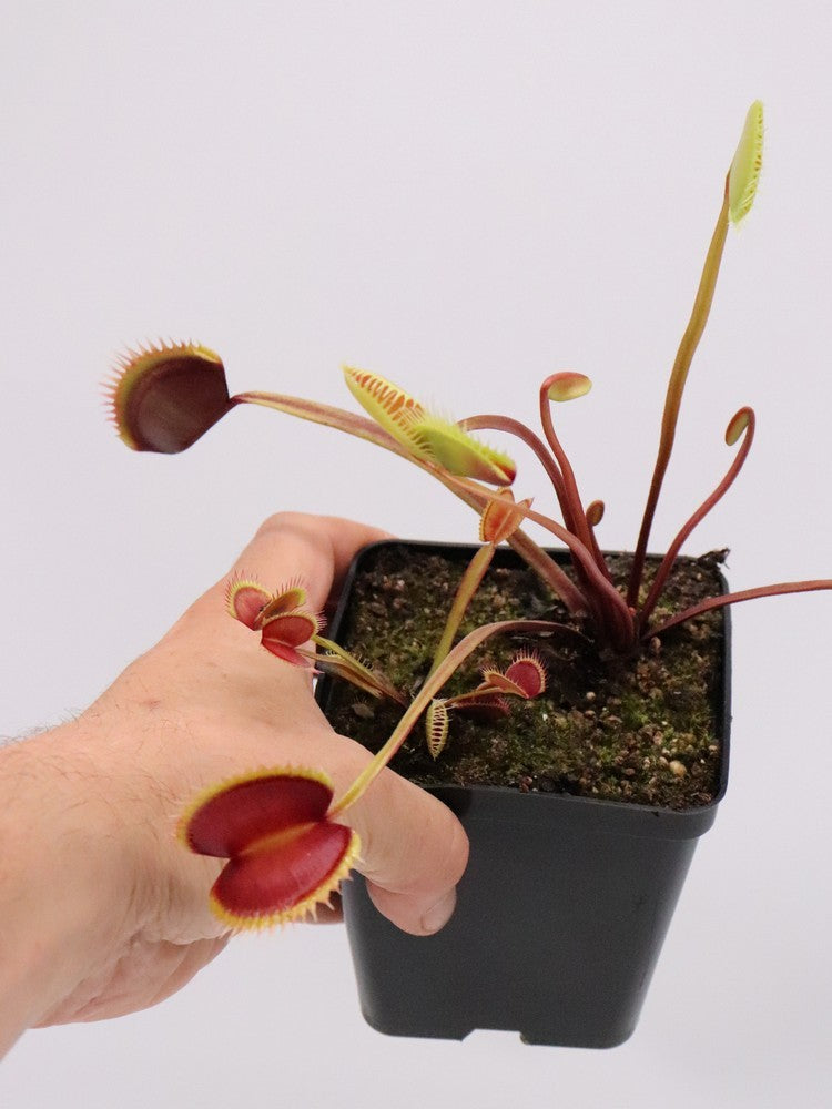 Dionaea muscipula "La grosse a guigui"