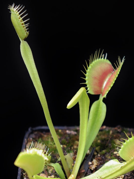 Dionaea muscipula "Morghana vigorous clone" (MVC)