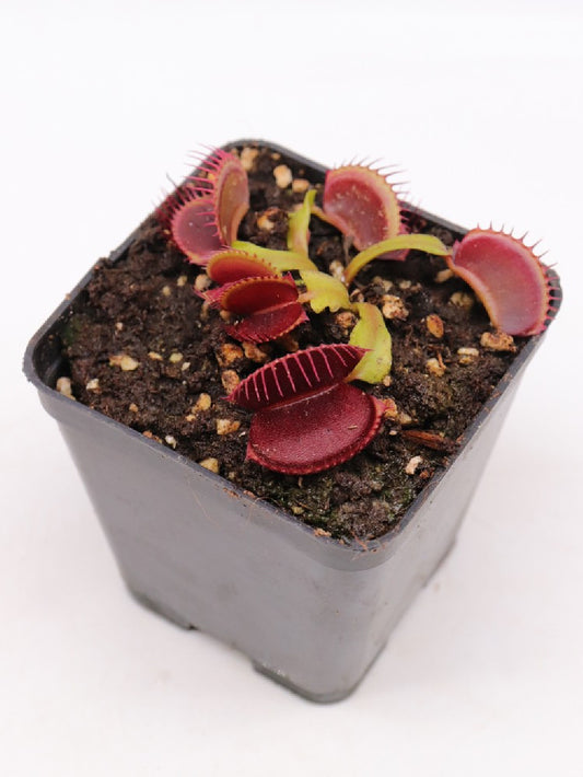 Dionaea muscipula "NAPP Vampire"