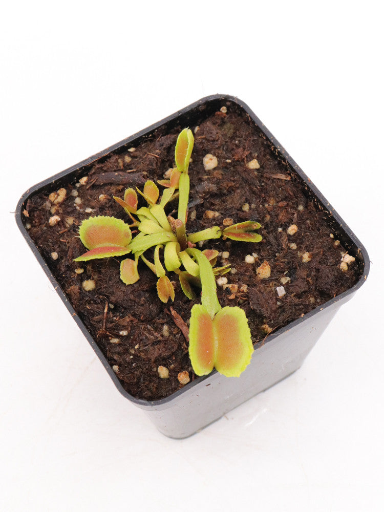 Dionaea muscipula "Pacman"