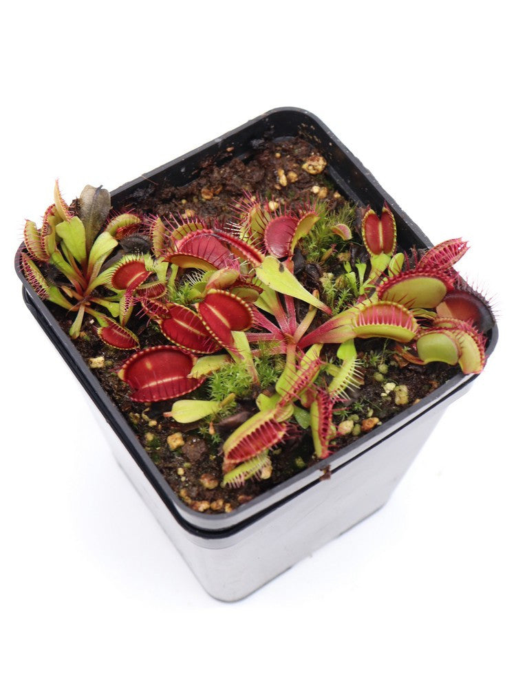 Dionaea muscipula "Paradisia"