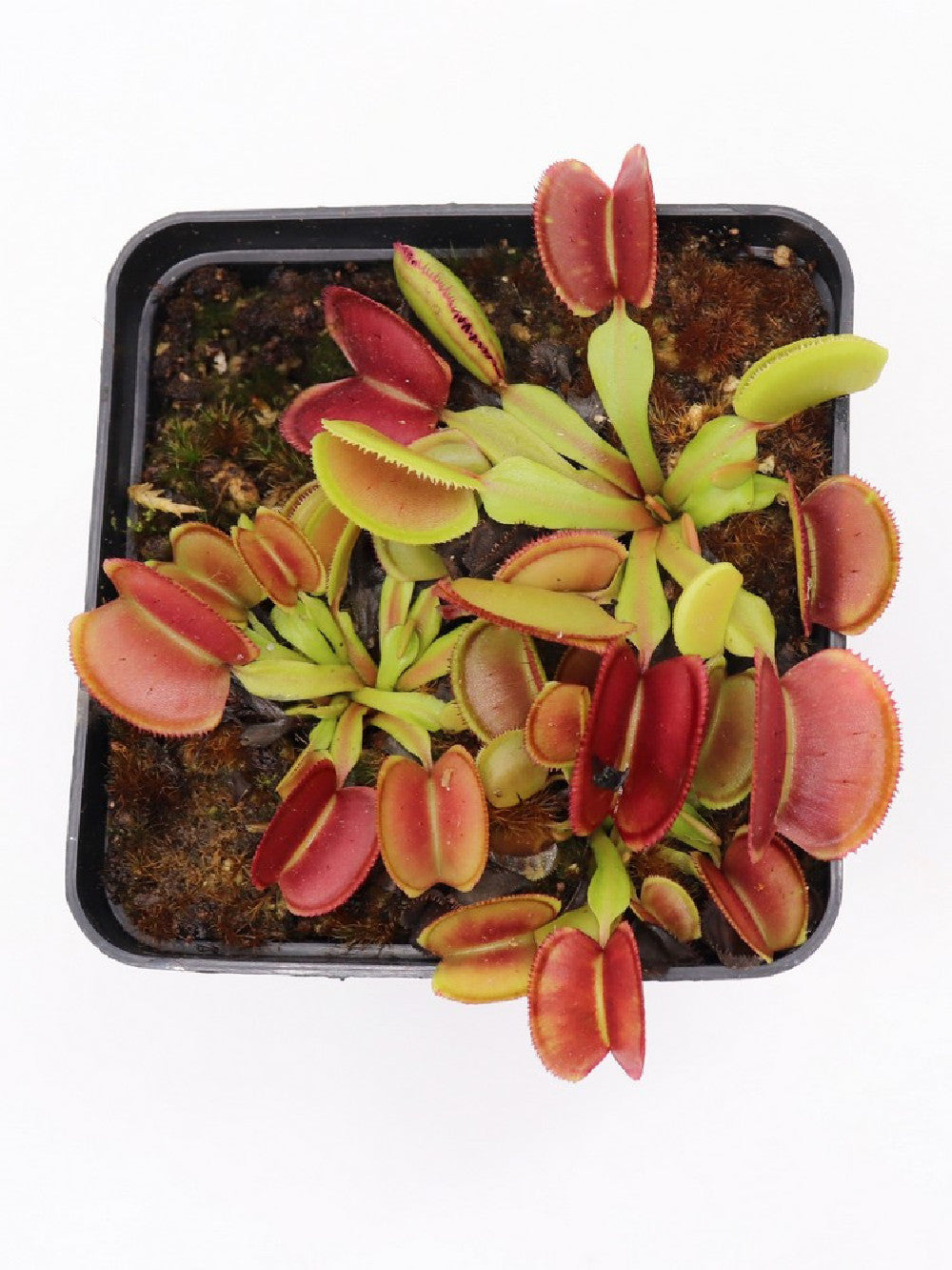 Dionaea muscipula "Periscope"