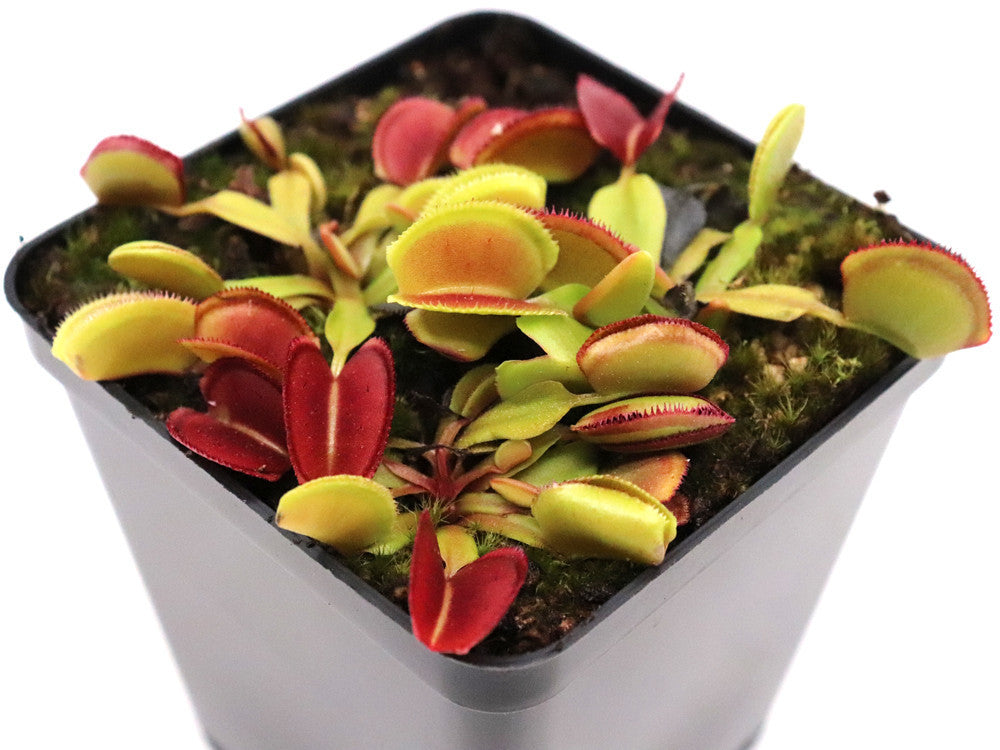 Dionaea muscipula "Periscope"