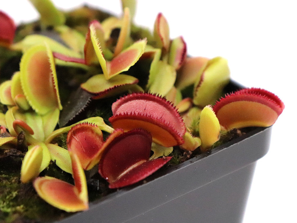 Dionaea muscipula "Periscope"