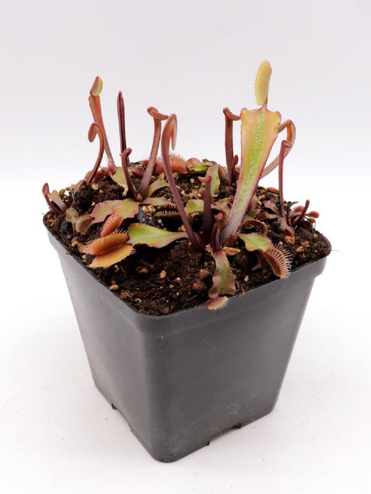 Dionaea muscipula "Piranha teeth"