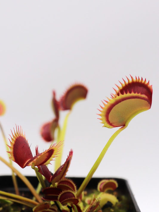 Dionaea muscipula "Polish dracula"