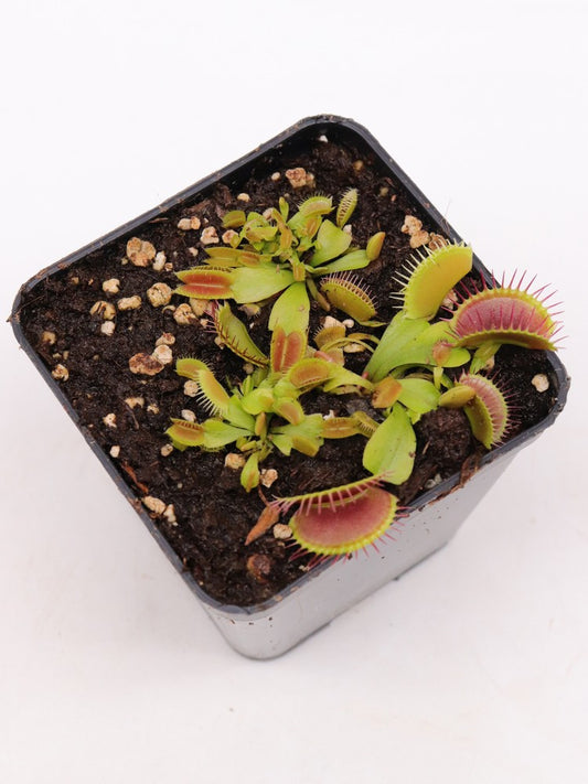 Dionaea muscipula "Pro-Giant"