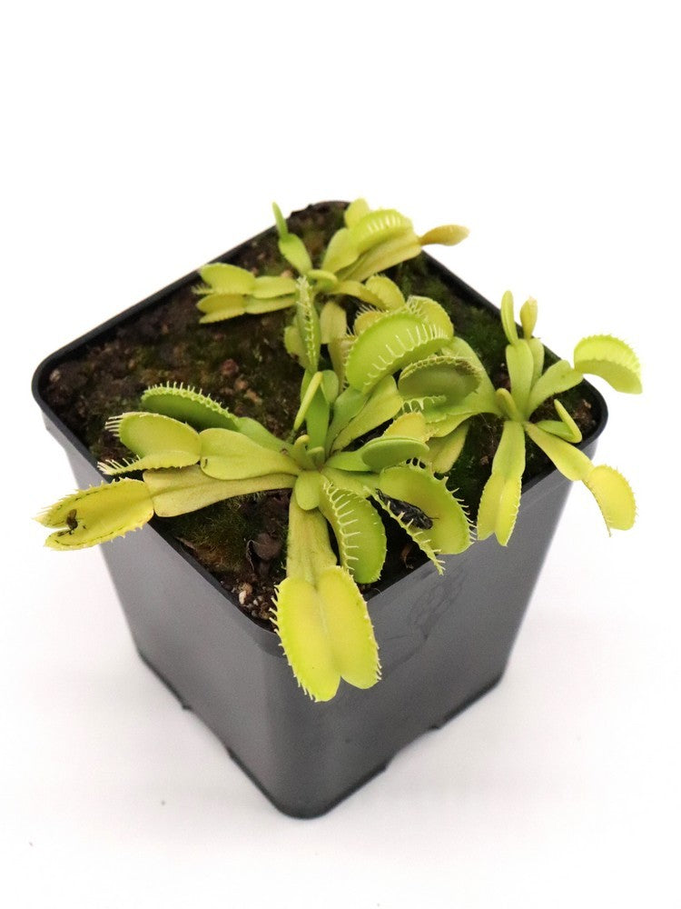 Dionaea muscipula "Rabbit teeth"