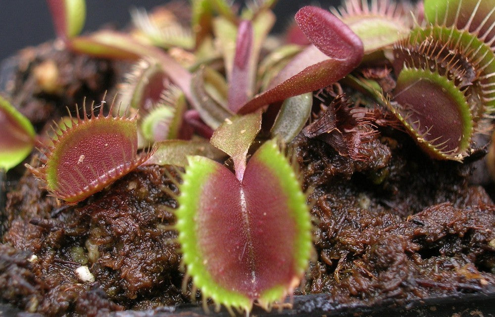 Dionaea muscipula "Red cup trap" the real Clone