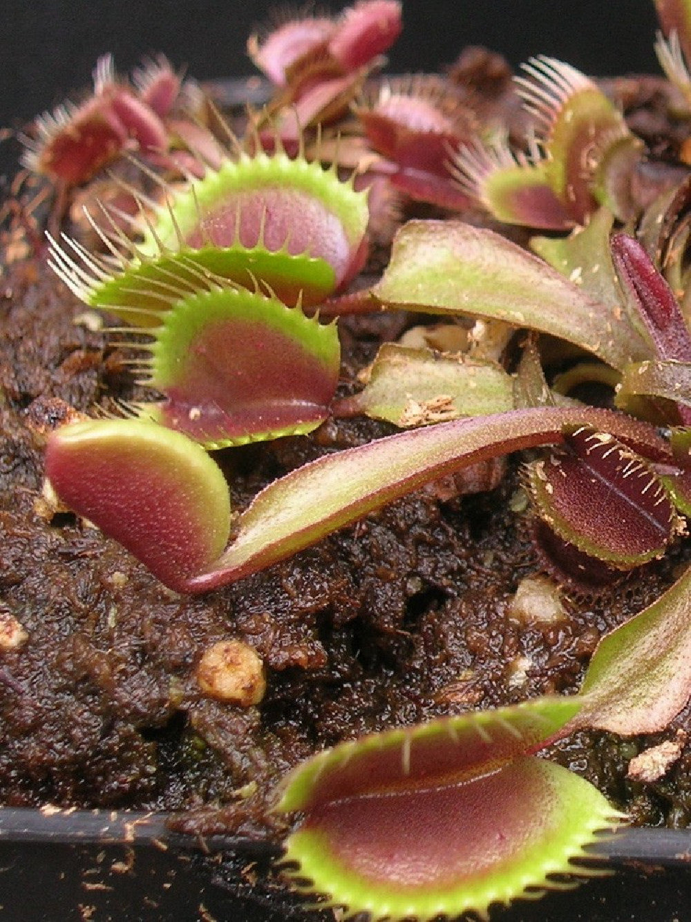 Dionaea muscipula "Red cup trap" the real Clone