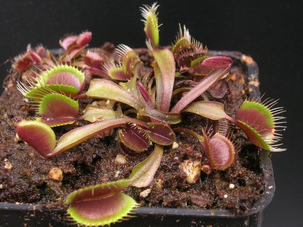 Dionaea muscipula "Red cup trap" the real Clone